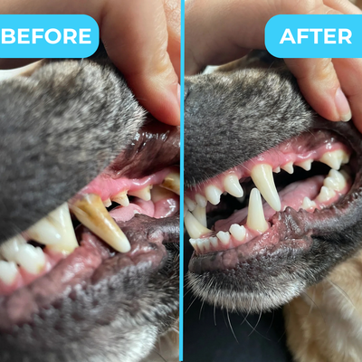 Pawlish™ – Gentle Dental Wipes