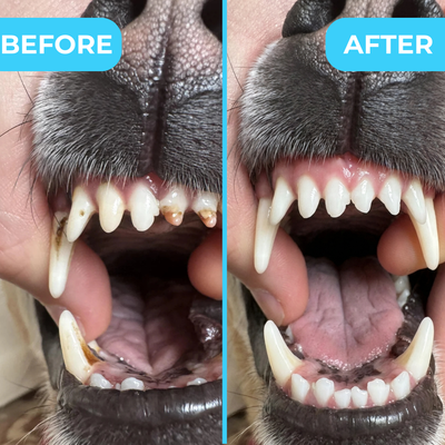 Pawlish™ – Gentle Dental Wipes